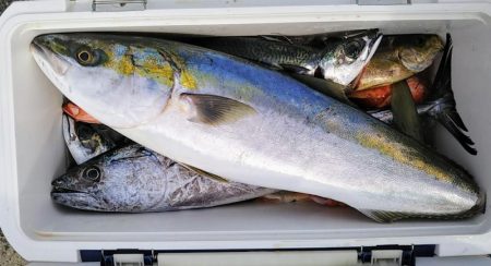 康仁丸・ジギング釣り果